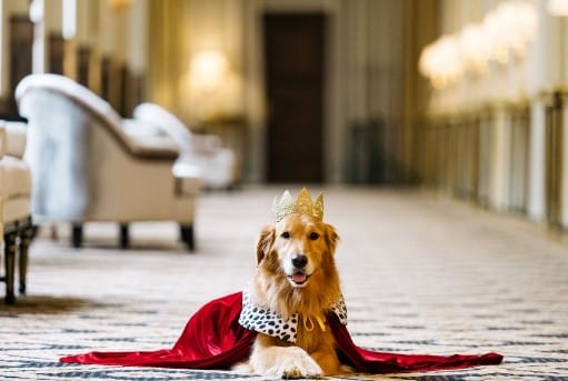 Top Pet-Friendly Hotels for a Perfect